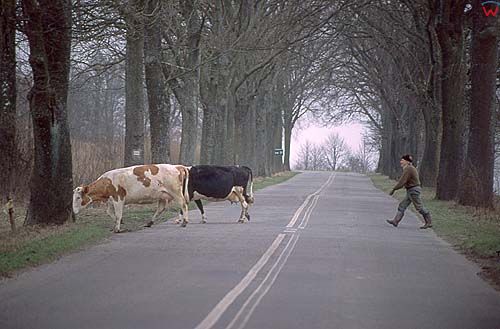 Droga, krowy